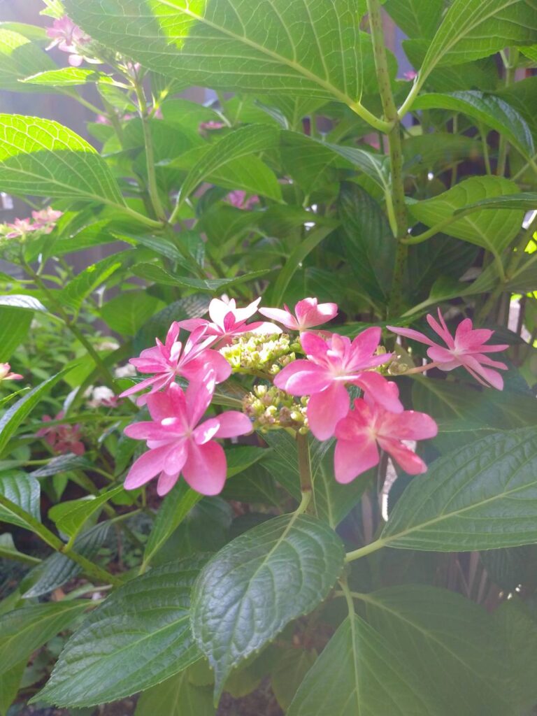 訪問看護のことをお話しします　その２