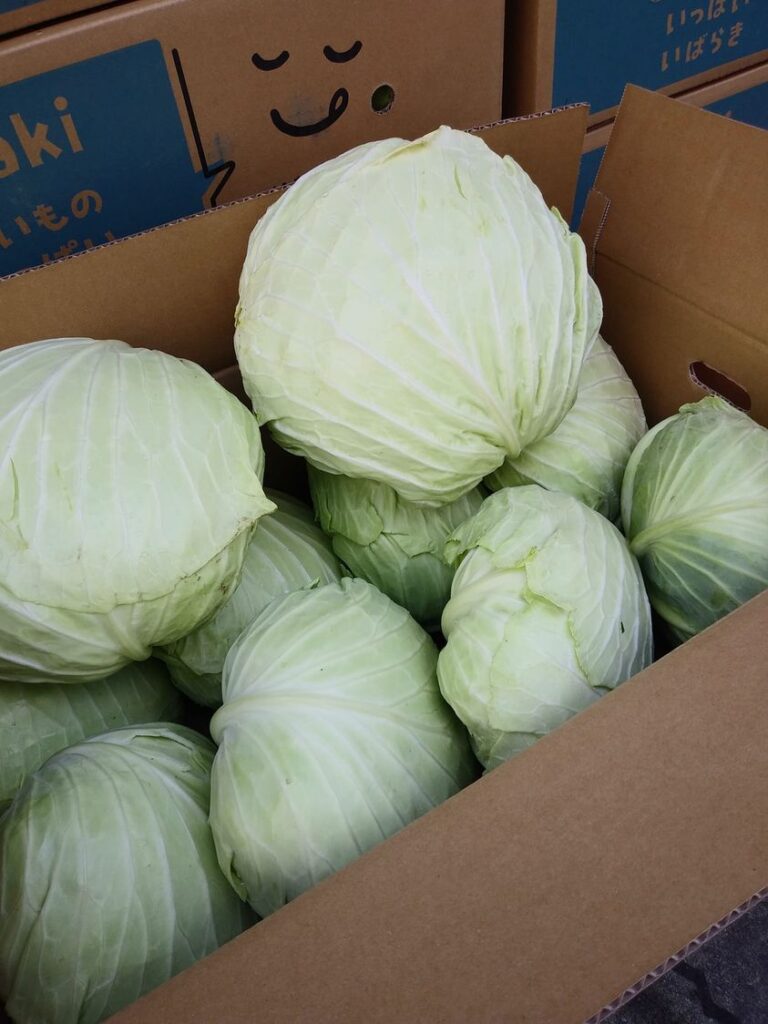 【規格外のキャベツとフードロスのこと】